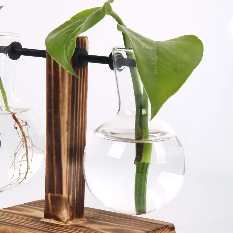 Hydroponic Glass Plant Vase - BOAA Homes